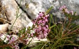 Národní park Llogara - Albánie - kvetoucí Llogarský průsmyk
