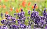 Provence - Francie - Provence - regionální přírodní park Lubéron - kraj co voní levandulí