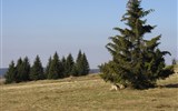 Krušné hory a Saská stříbrná stezka - Česká republika - Krušné hory v okolí Božího Daru