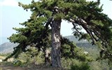 Národní park Troódos - Kypr - národní parkí Troodos - Pinus nigra pallasiana