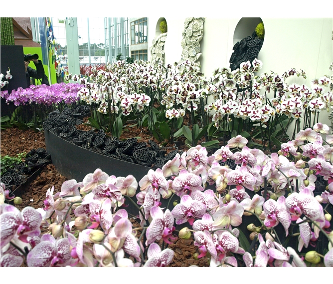 Floriade a zámky na Rýně - Holandsko - Floriada 2012 - ráj orchidejí ve Ville Flora