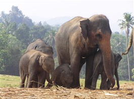 Srí Lanka, tropický ráj zvířat 2025  Sri Lanka - Pinnewalle - sloní školka