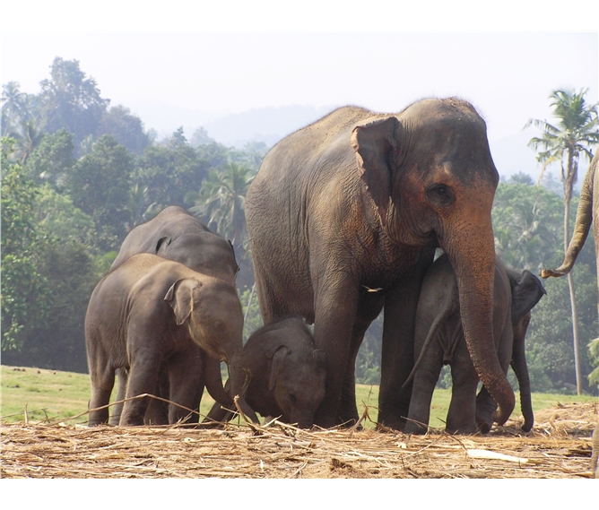 Srí Lanka, tropický ráj zvířat 2023 - Sri Lanka - Pinnewalle - sloní školka