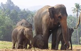 Srí Lanka - Sri Lanka - Pinnewalle - sloní školka