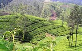 Srí Lanka, tropický ráj zvířat 2022 - Sri Lanka - čajové plantáže v okolí Nuwara Eliya patří k nejpůvabnějším místům světa