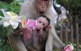 Srí Lanka, tropický ráj zvířat 2023 - Sri Lanka - opičí rodinka