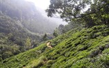 Srí Lanka, tropický ráj zvířat 2024 - Sri Lanka - čajovníky rostou i na prudkých svazích