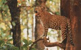 Indie - Indie - Národní park Čitvan