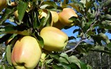 Folklórní slavnosti - Itálie - Natz - Jablečný festival a jablka