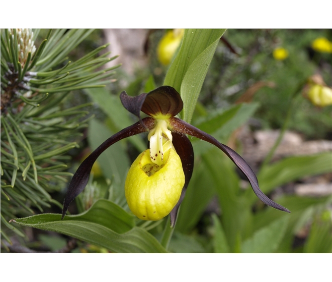 Kalkalpen, Tauplitzalm, zahrada Rakouska a Narcisový festival 2021 - Rakousko - ráj orchidejí Kalkalpen - Tauplitzalm, sřevičník pantoflíček