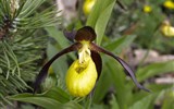 Národní park Kalkalpen - Rakousko - ráj orchidejí Kalkalpen - Tauplitzalm, sřevičník pantoflíček