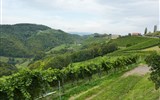 Rakouská vína a vinařství v Rakousku - Rakousko - Štýrsko - Kitzeck, mikroklima je tu tak teplé, že zde dozávají fíky