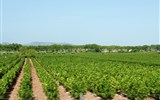 Languedoc, katarské hrady, moře Lví zátoky a kaňon Ardèche letecky 2021 - Francie - Languedoc - všude vinice a výborné víno, obzvlášť to růžové