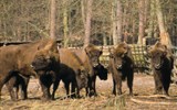 Balt západně od Štětína a Velkopolsko - Polsko - Woliński Park Narodowy - zubří rezervace