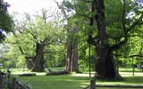 Balt západně od Štětína a Velkopolsko - Polsko - park Rogalin - 3 prastaré duby - Lech, Čech a Rus