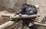 Gondwanaland - Německo - Lipsko - Gondwanaland, k vidění šimpanzi, orangutani i gorily