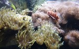Gondwanaland - Německo - Lipsko - Gondwanaland, láká i nádhera podmořského světa v akváriích