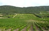 katarské hrady - Francie - Languedoc - vinice v oblasti Pays Corbiéres-Minervois se rozkládají kolem katarských hradů