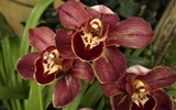 Madeira - Madeira - Jardim Qrquídea, nádhera kvštů orchidejí