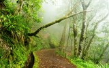 Portugalsko - památky UNESCO - Madeira - Levada Velha a vavřínový les.