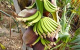 Madeira - Madeira - trs banánů v době odkvětu, kdy se začínají z vyvíjet z oplozených květů plody - banány