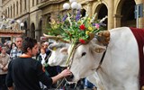 Velikonoce - Itálie - Florencie - Scoppio del carro, obřadní vůz táhnou 2 páry bílých volů