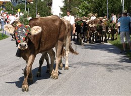 Údolí Pitztal a Kaunertal, slavnost shánění stád s kartou 2026  Rakousko - shánění stád- holky přidejte ať na vás nemusím čekat