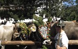 Rakouské slavnosti během roku - přehled - Rakousko - shánění stád - to víš že ti to sluší