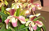 Drážďany, Míšeň, zahrady a kamélie v Pillnitz a výstava orchidejí 2023 - Německo - Drážďany - výstava Svět orchidejí a oči se nemohou vynadívat