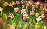 Drážďany, Míšeň, zahrady a kamélie v Pillnitz a výstava orchidejí 2022 - Německo - Drážďany - výstava Svět orchidejí, Paph. hybride