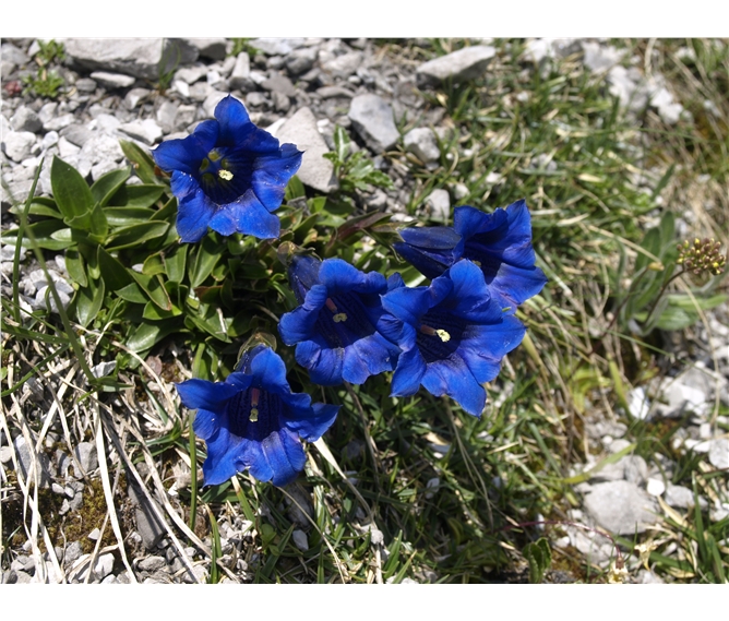 Montafon, rozkvetlá alpská zahrada 2023 - Rakousko - údolí Montafon a nádherná květena jeho horských luk