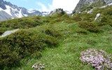 Montafon, rozkvetlá alpská zahrada 2022 - Rakousko - Montafon - kvetoucí louky pod vrcholy ještě se sněhem