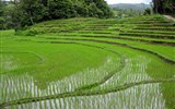 Velký okruh severním a jižním Thajskem - Thajsko - rýžová pole Thajska jsou jak zelený koberec táhnoucí se zemí (echiner1)