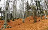Kalwaria Zebrzydowska - Polsko - Kalwaria Zebrzydowska, trasa poutníků vede v krásných bukových lesích