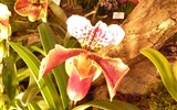 výstava orchidejí - Německo - Drážďany - výstava Svět orchidejí