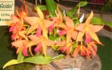 květinové slavnosti - Německo - Drážďany - výstava Svět orchidejí, Laeliocallikya - Fire Dance