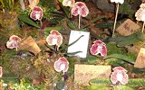 květinové slavnosti - Německo - Drážďany - výstava Svět orchidejí, Paph. godefroyae