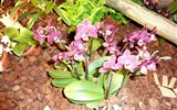 zahradnická výstava - Německo - Drážďany - výstava Svět orchidejí