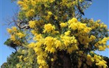 Karneval květů v Nice a festival citrusů v Mentonu 2021 - Francie - Saint Jean Cap Ferrat, vila Ephrussi, kvetoucí mimózy jsou symbolem časného jara a u nás je zima