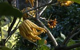 Menton - Francie  - Menton, botanická zahrada, Citrus medica, zajímavý tvar silně aromatického plodu