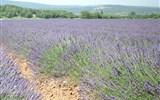 Přírodní parky a památky Provence s koupáním 2022 - Francie - Provence - kraj voní levandulí