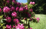 Krásy jarních zahrad Saska a Lužice 2021 - Německo - Kromlau - v době květu rododendronů je to tu pastva pro oči