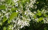 Trauttmansdorff - Itálie, Jižní Tyrolsko, Merano, Trautmansdorfské zahrady, bílé květy - Chionanthus virginicus