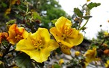 vila Carlotta - Itálie, Lombardie, zahrady, vila Carlotta, žluté květiny