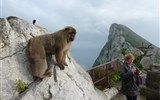 Andalusie, památky, přírodní parky a Sierra Nevada 2021 - Španělsko - Andalusie - Gibraltar je jediné místo v Evropě kde volně žijí opice (magot bezocasý)