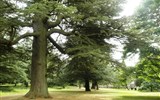 Dryburgh Abbey - Skotsko - Dryburgh, věkovité stromy anglického parku kolem kláštera