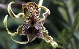 zahradnická výstava - Rakousko - Klosterneuburg - 10. Mezinárodní světová výstava orchidejí