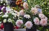 zahradnická výstava - Německo - Brandenburg - plný půvab květů jiřin