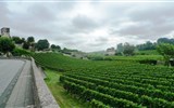 Vína Bordeaux - Francie - Akvitánie - v okolí St.Emilion převládá odrůda Merlot, doplněná Cabernetem Sauvignon, Malbecem a Cabernetem Franc   foto Pavel Michal