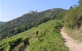 Vinařství v Alsasku - Francie - Alsasko - Ribeauville - vinice a hrad Le Saint Ulrich